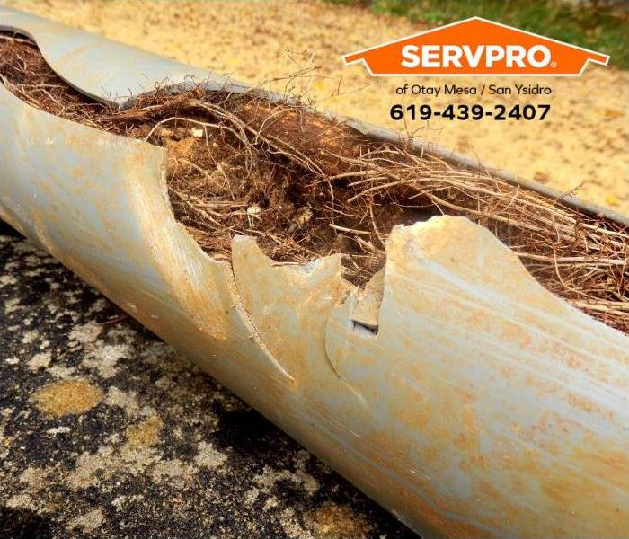 Tree roots invade and break a pipe.